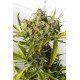 Blue Critical Auto