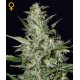 AUTO CRITICAL +