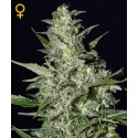 AUTO NORTHERN LIGHTS 100% FEMINIZADA (5 SEMILLAS) 00 SEEDS