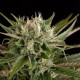 Blue Cheese