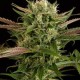 Blue Cheese
