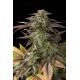 Blue Cheese