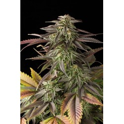 Blue Cheese