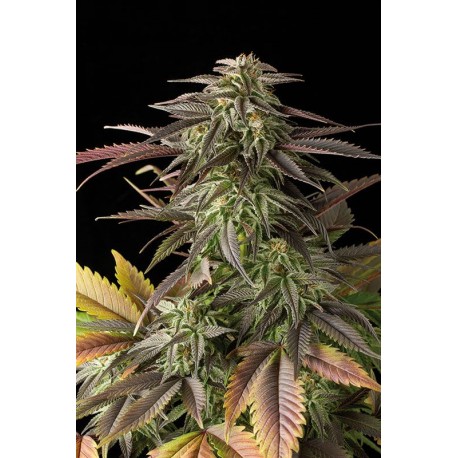 Blue Cheese