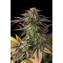 Bubba Kush Auto