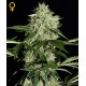 AUTO NORTHEN LIGHTS