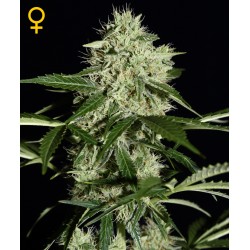 AUTO NORTHEN LIGHTS