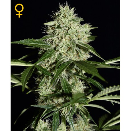 AUTO NORTHEN LIGHTS