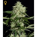 AUTO NORTHERN LIGHTS 100% FEMINIZADA (5 SEMILLAS) 00 SEEDS