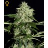 AUTO NORTHEN LIGHTS
