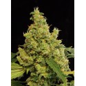 Bubba Kush Auto