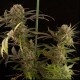 BLUE KUSH