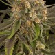 BLUE KUSH