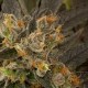 BLUE KUSH