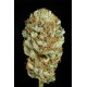 BLUE KUSH