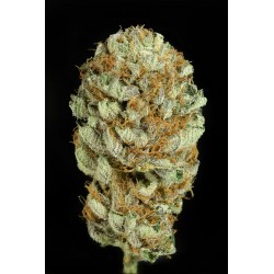 BLUE KUSH