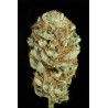 BLUE KUSH