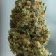 BLUE KUSH AUTO