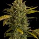 BLUE KUSH AUTO