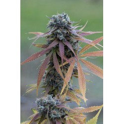 BLUE KUSH AUTO