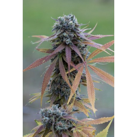 BLUE KUSH AUTO