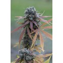 Bubba Kush Auto