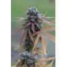 BLUE KUSH AUTO