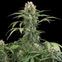 Bubba Kush Auto