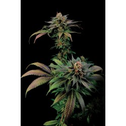 Blue Widow