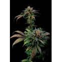 Bubba Kush Auto