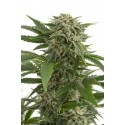 Blue Widow