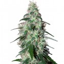 Buddha Assorted Auto Mix