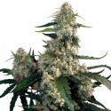 Buddha Assorted Auto Mix