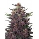 Auto Buddha Purple Kush