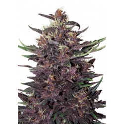 Auto Buddha Purple Kush