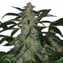 Buddha Assorted Auto Mix