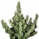 Buddha Assorted Auto Mix
