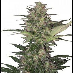 Auto Red Dwarf