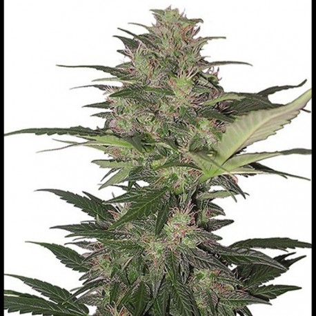 Auto Red Dwarf