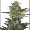 Auto Red Dwarf