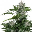 Buddha Assorted Auto Mix