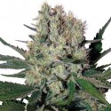 Buddha Assorted Auto Mix