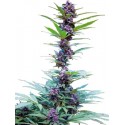 Auto CBG
