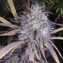 Auto CBG