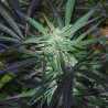 Mangobiche x Peyote Purple
