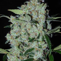 Purple Mexican