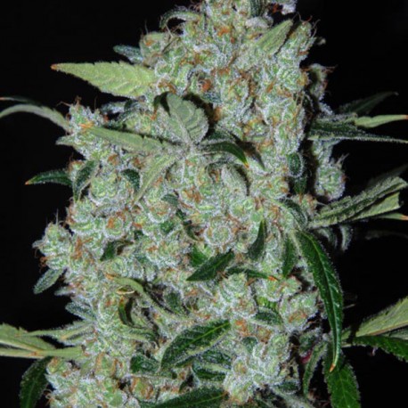 Purple Mexican