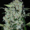 Purple Mexican