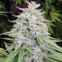 Auto CBG