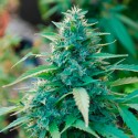 Auto CBG